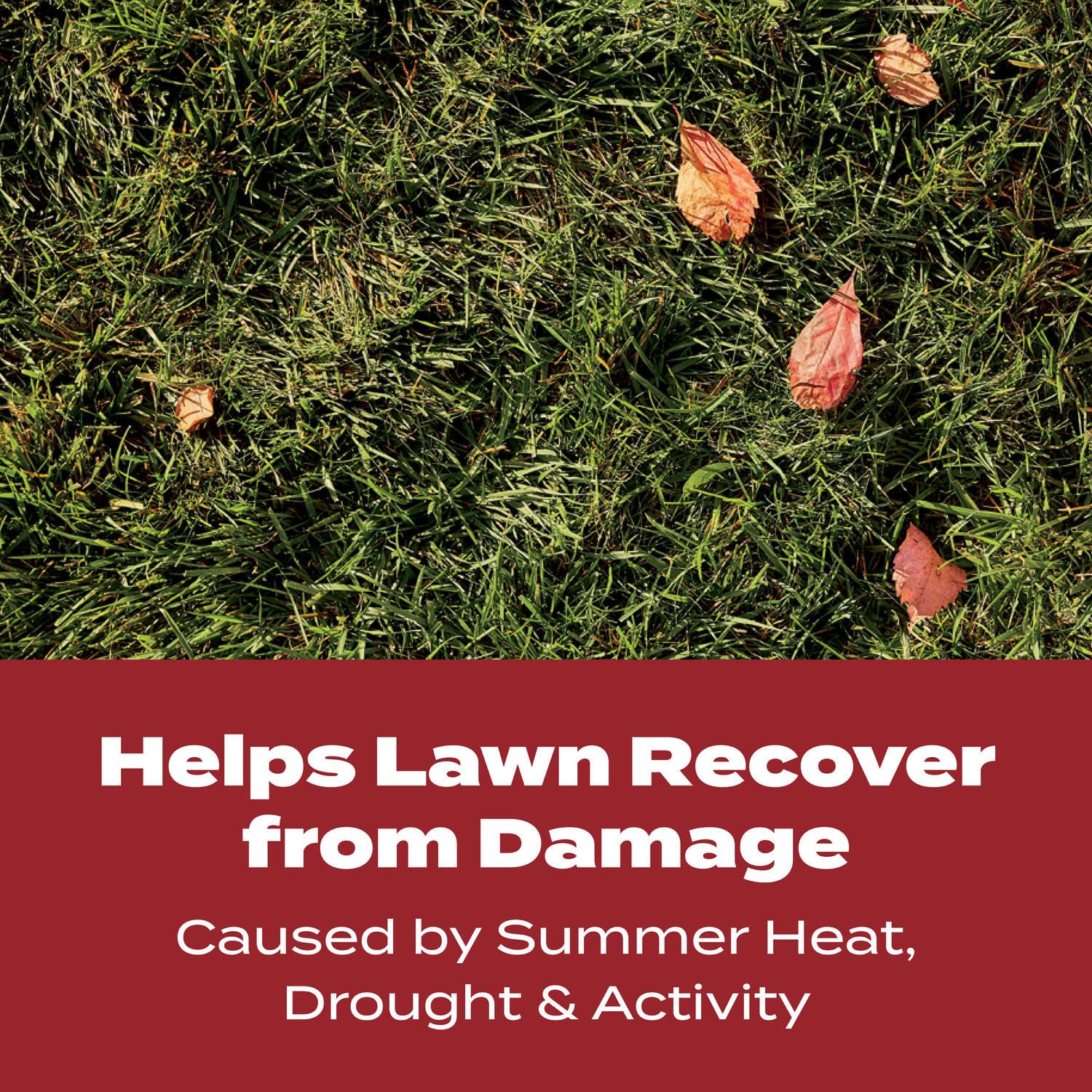 Scotts Turf Builder WinterGuard Fall Lawn Fertilizer for All Grass Types, 4,000 sq. ft., 10 lbs.