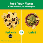 Miracle-Gro Water Soluble All Purpose Plant Food, For All Indoor or Outdoor Plants, Roses, Flowers, Vegetables, Houseplants, Trees, and Shrubs, 1.5 lbs